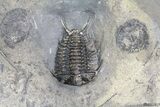 Ceraurus Trilobites + Bryozoans From New York - Epic Plate! #70577-1